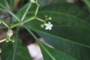 <strong>Psychotria forsteriana - Ramon, Laurence - 71</strong><br />© Ramon, Laurence